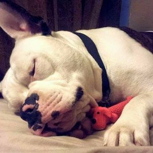 Meet your Posher, Freddy